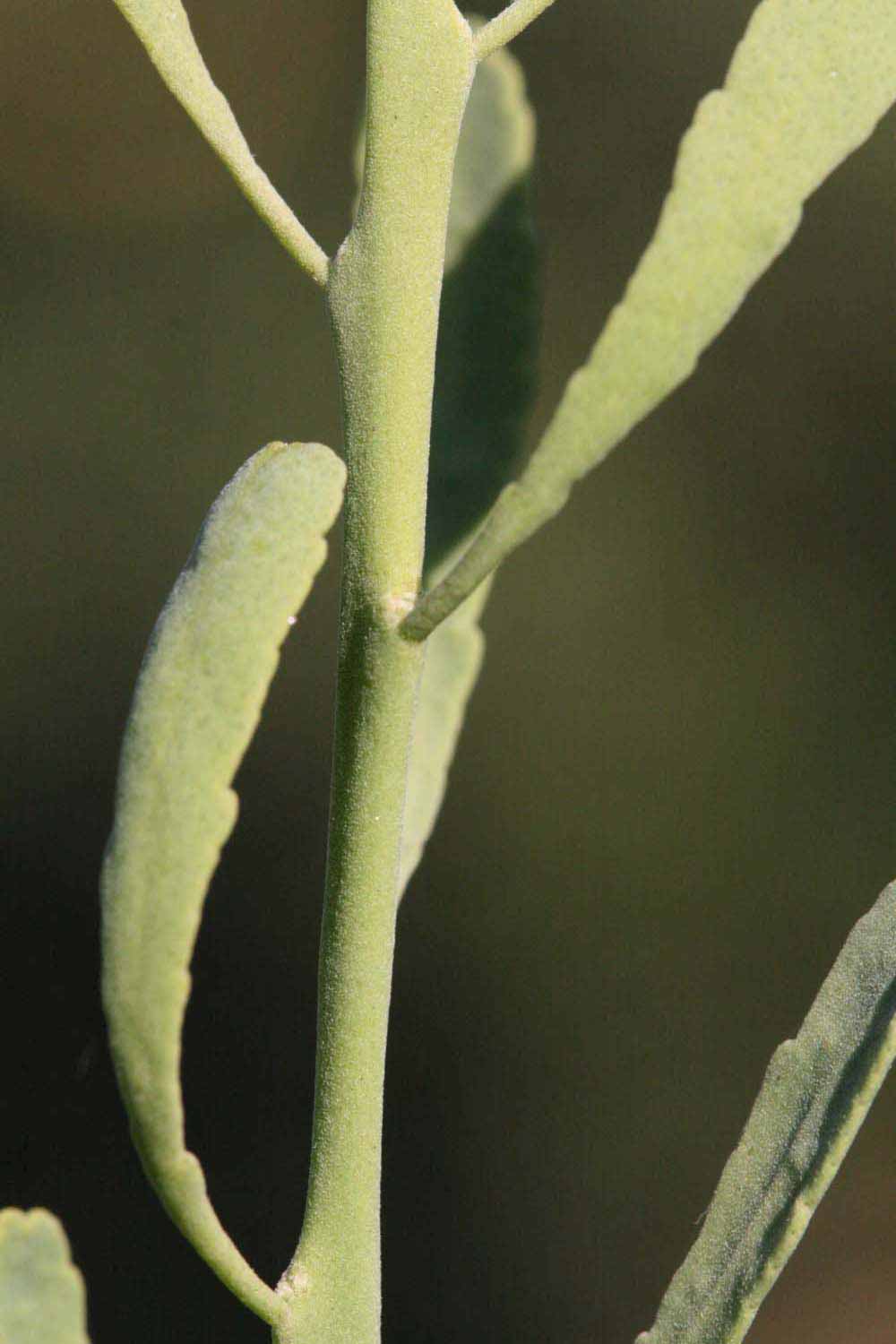            First year twig (Riverside, CA)   